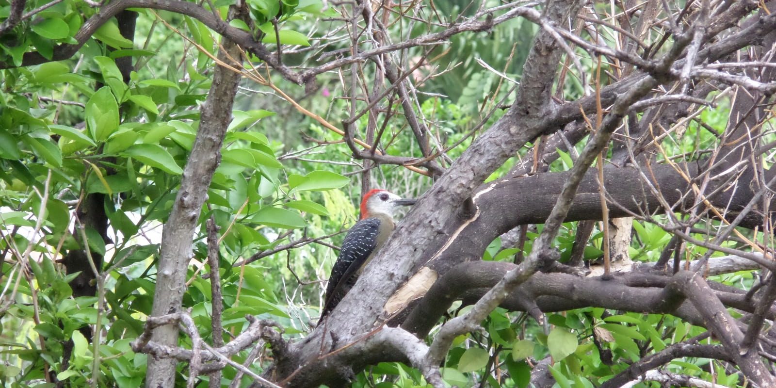 bird pecking camera