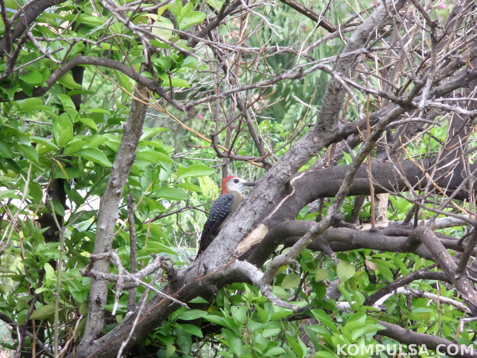 red-bellied woodpecker pecking