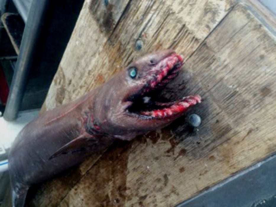 'Prehistoric' frilled shark